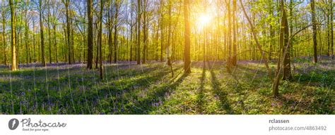 Stiller Hallerbos Wald im Frühling mit schönem hellen Sonnenstrahlen