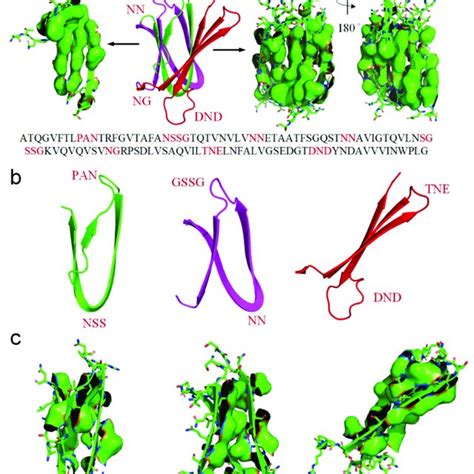 Hydrophobic Attraction Among Neighboring Side Chains Of Strands A