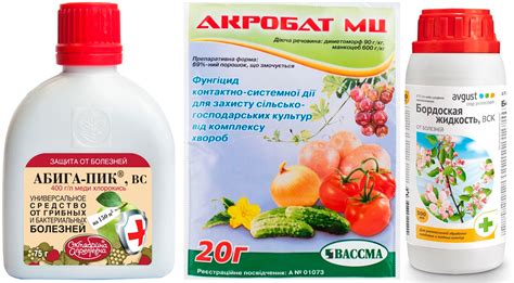 Милдью на винограде: внешний вид, методы борьбы, профилактика