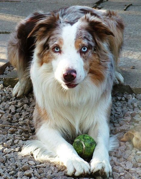 Border Collie Colours