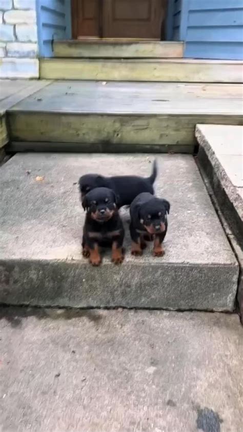 Rottweiler puppies for sale | Rottweiler puppies, Rottweiler puppies ...