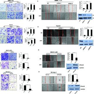 CFIm25 Inhibits HCC Cell Migration And Invasion In Vitro CFIm25