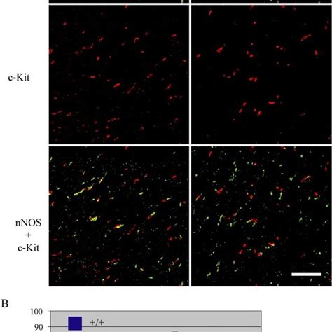 Cellular Analyses Of Mutant Les A Confocal Micrographs Of Wild Type