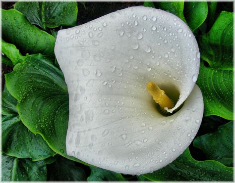 Fotos gratis naturaleza hoja flor pétalo verde Produce botánica