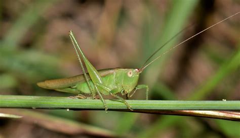 Katydid Meadow Grasshopper Free Photo On Pixabay Pixabay