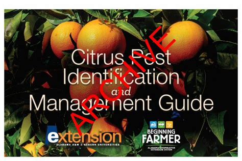 Pdf Citrus Pest Identification Management Guide Archive And · Hilda Gomez Usda