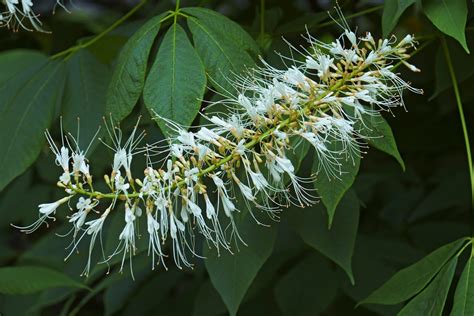 Top 10 Shrubs for Shade Gardens - Birds and Blooms