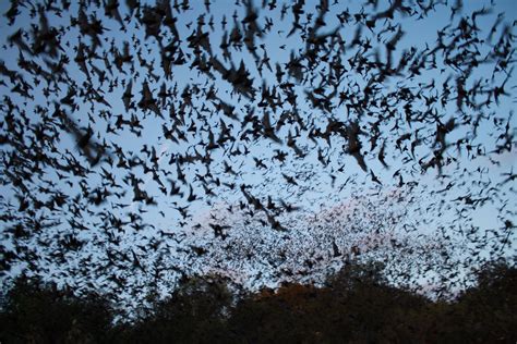Climate Change is Causing Bats to Migrate Earlier in the Year