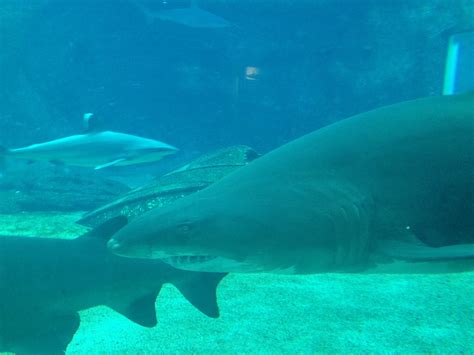 Why Durban is a Must See: The Golden Mile Beach – Don't Trip Travel