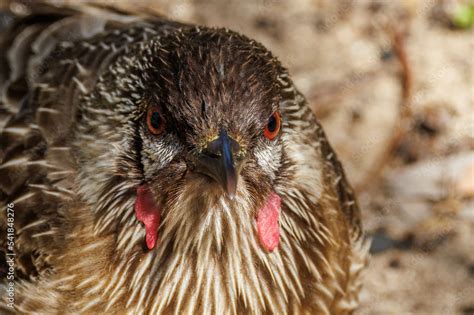 Red Wattlebird In Western Australia Stock Photo Adobe Stock