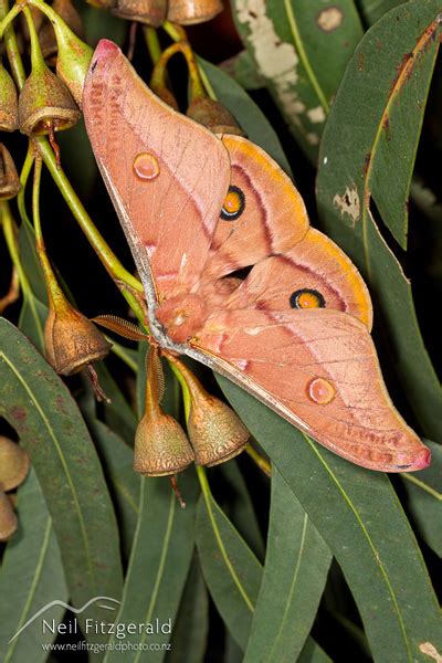 Emperor Gum Moths Neil Fitzgerald Photography Blog