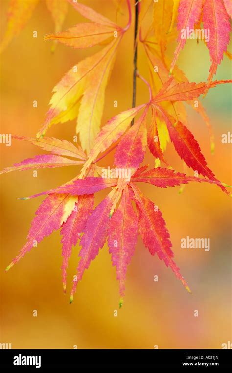 Japanese Maple Acer Palmatum Variety Elegans Stock Photo Alamy