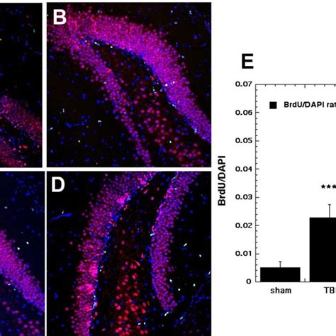 Brdu Green Neun Red Double Staining Images And Analyses At The