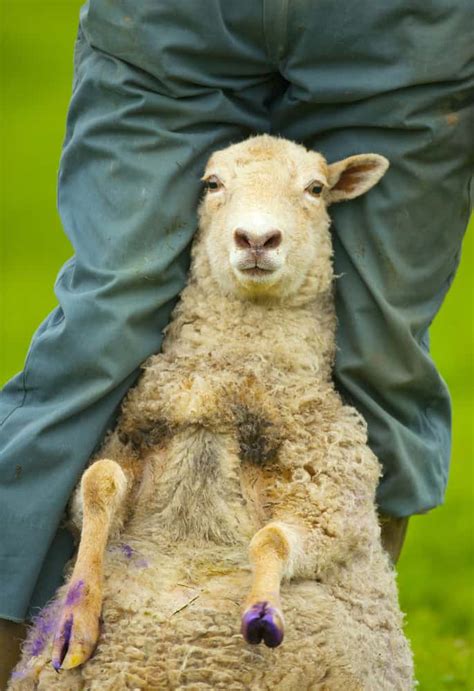 Footrot In Sheep Causes Symptoms Prevention And Treatment