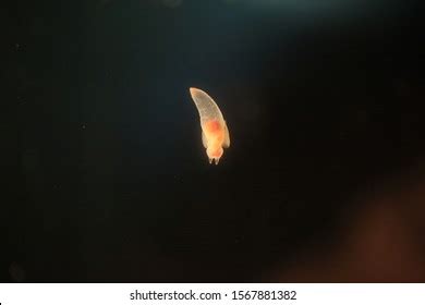 Naked Sea Butterfly Images Stock Photos Vectors Shutterstock
