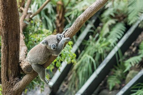 Lazy koala durmiendo en una rama de un árbol Foto Premium