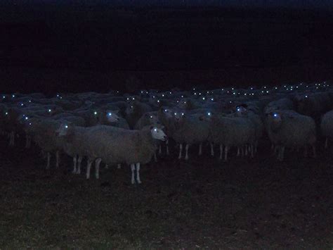 Sheep At Night Look Terrifying Barnorama