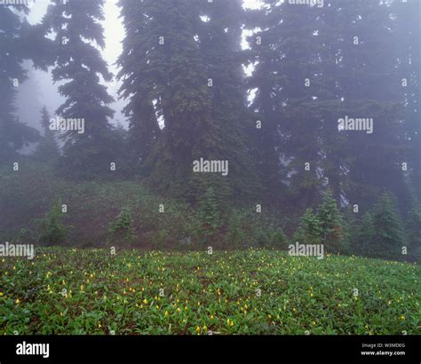 Subalpine Flora Hi Res Stock Photography And Images Alamy