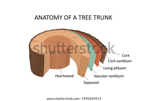 249 afbeeldingen voor cambium layer: afbeeldingen, stockfoto‘s en ...