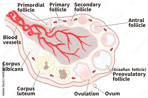 Ovarian follicle development labeled diagram PNG Stock Illustration ...