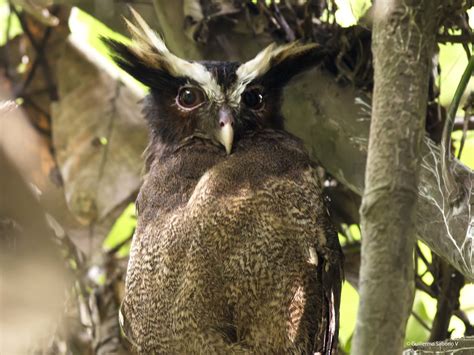 Crested Owl Lophostrix Cristata Gmocr Flickr