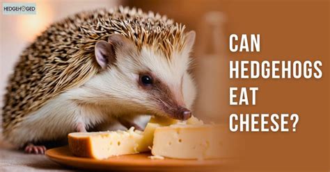 Can Hedgehogs Eat Cheese? All You Need To Know!