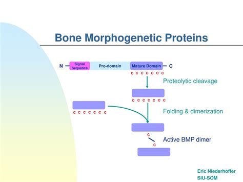 Bone Morphogenetic Proteins Ppt Download