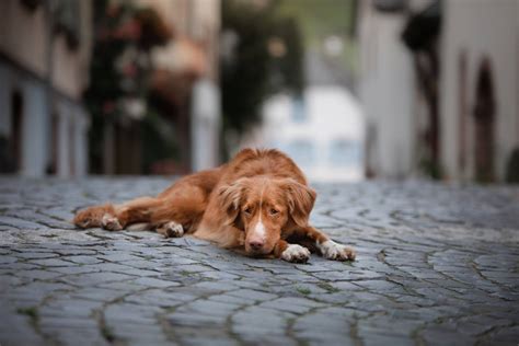 Vols De Chiens En Belgique En Voici Les Races Les Plus