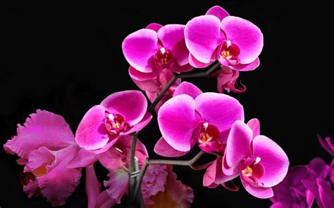 Stunning Pink Orchid K Ultra Hd Wallpaper Of Nature S Beauty