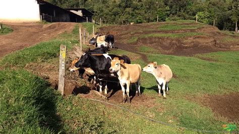 Venda de Vacas Jersolando em Joanópolis SP Vender Comprar Ve