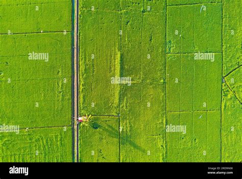 Arial View Of Green Paddy Field On East Asia During Sunrise Stock Photo