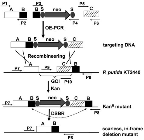 Schematic Representation Of The λ Red Recombineering And Download