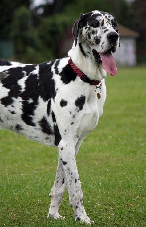 Great Dane Dog Free Stock Photo - Public Domain Pictures