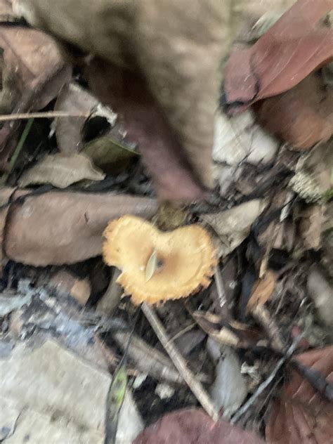 Shelf Fungi From Solidaridad Mx Qr Mx On September At