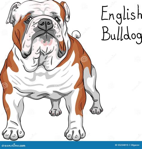 English Bulldog Dog Cartoon Illustration | CartoonDealer.com #27893451