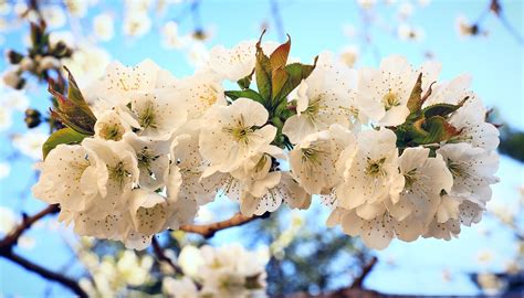 Kostenlose Foto Baum Natur Ast Bl Hen Wei Blatt Blume