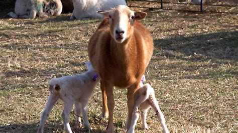 lambs   mystery  aunt molly double brook farm