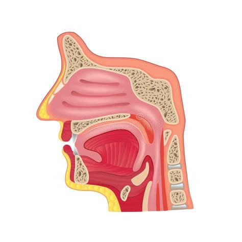 Anatomia Do Nariz Ilustração Do Vetor Ilustração De Mandible 10419074