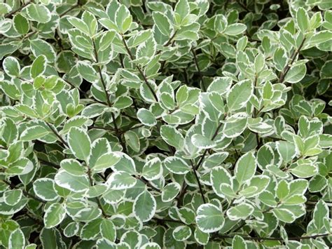 Питтоспорум растение - 73 фото