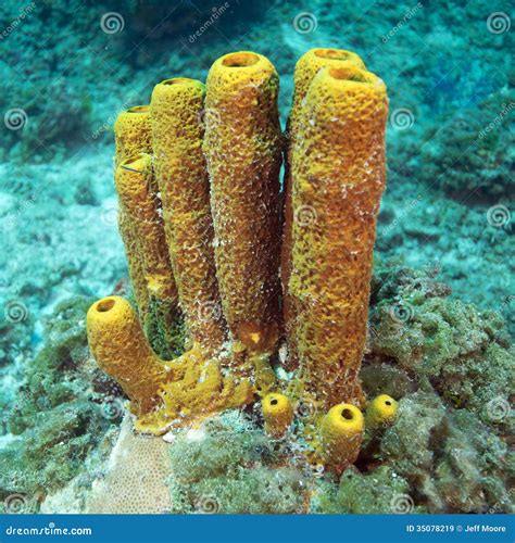 Yellow Tube Sponge Stock Image Image Of Yellow Habitat 35078219