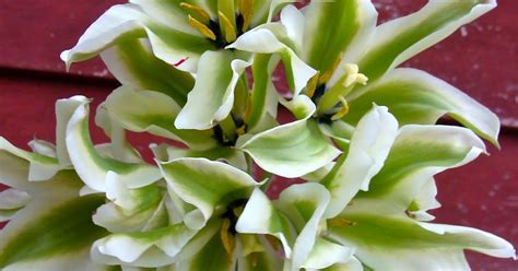 Florissimo Green Parrot Tulips