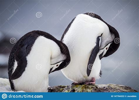 Pair of Preening Chinstrap Penguins of Antarctica Stock Photo - Image of niche, clouds: 147784322