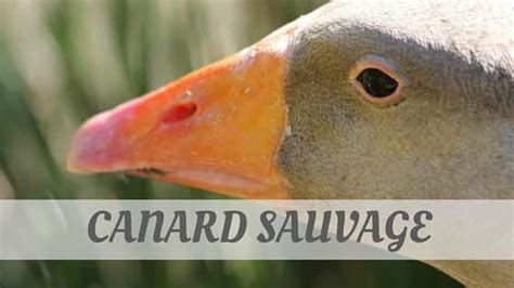 Pronounce Canard Sauvage with Audio & PhoneticsCanard Sauvage Pronunciation