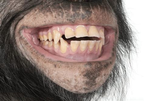 Frugivore Teeth What Chimpanzees Reveal About The Natural Human Diet