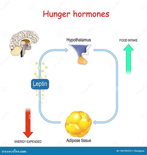 Appetite, Leptin Hormone and Adipose Tissue Stock Vector - Illustration ...