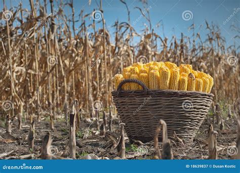 Harvest Corn Stock Image Image Of Ripe Organic Close 18639837