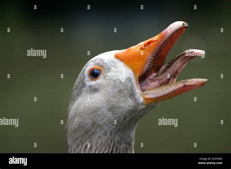 Angry Goose Teeth