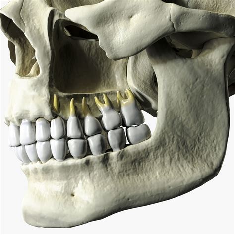 Anatomical Atlas Of The Human Skull 3d Model