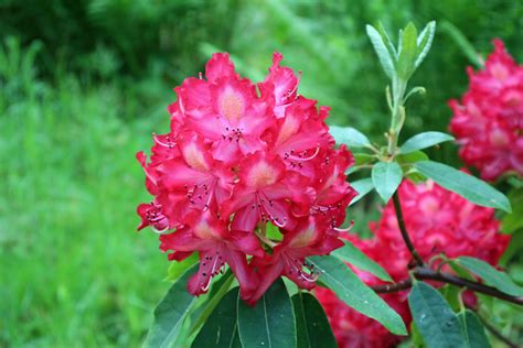 Rhododendron June Fire Bg Meise Ruud De Block Flickr