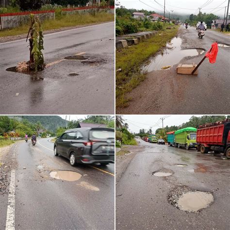 Ruas Jalan Nasional Morowali Utara Di Tanami Pohon Pisang Kinerja Bpjn